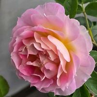 ハギ,バラ,感謝,花のある暮らし,いつまでもの画像