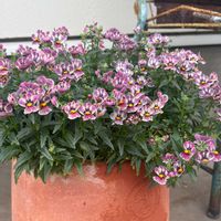 ネメシア,ナチュラルガーデン,ジャンクガーデン,花のある暮らし,緑のある暮らしの画像