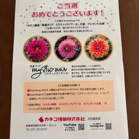 ミスティックノワール,お花,プレゼント企画,プレゼント企画当選品,カネコ種苗の画像