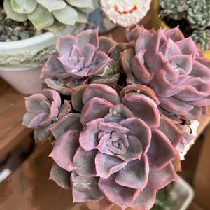 ピンクパンダ,多肉植物,多肉寄せ植え,エケベリア属,多肉大好きの画像