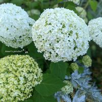 アジサイ,アナベル,ロータスブリムストーン,お花のある暮らし,お花に癒されての画像