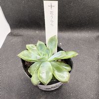 花うらら,多肉植物,エケベリア属,スーパーマーケットの画像