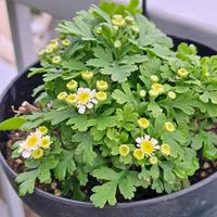 マトリカリア,マトリカリア,小さな花,花友さんに感謝,ＧＳの皆様に感謝の画像