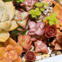 星の王子,舞乙女,多肉植物,クラッスラ属,多肉植物の紅葉の画像