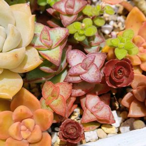 星の王子,舞乙女,多肉植物,クラッスラ属,多肉植物の紅葉の画像