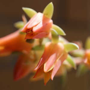 いちご大福,多肉植物,多肉初心者,咲いた！,癒されるの画像