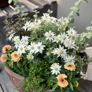 ジニア,バラ,フランネルフラワー,薔薇,HT　ライラックビューティーの画像