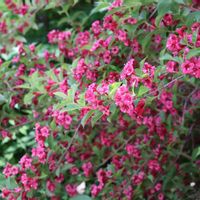 ウツギ,花木,小花好き,乙女ピンク,富士見パノラマリゾートの画像