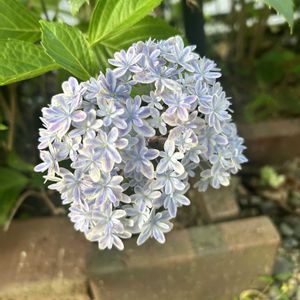 ガーデニング,ウッドデッキ,紫陽花の季節,元気もんエケちゃん,元気もんアガベの画像