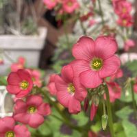 ラッキークローバー,オキザリス・デッペイ,カタバミ科,今日のお花,小花会の画像