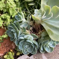 多肉植物,多肉地植え,植物好き,多肉女子,花好きの画像