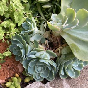 多肉植物,多肉地植え,植物好き,多肉女子,花好きの画像