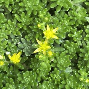 セダム,多肉植物,初心者,グランドカバー,可愛いの画像