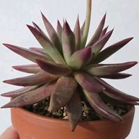 エケベリア,魅惑の星,多肉植物,多肉屋GPKの画像