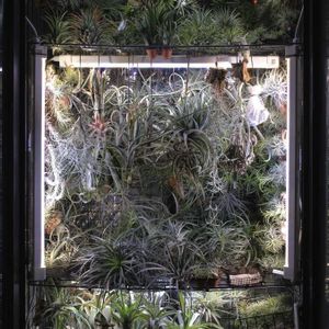 観葉植物,エアープランツ/チランジア,植物は友だちの画像