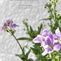 宿根ネメシア,小さな花,四季咲き,花のある暮らし,緑のある暮らしの画像