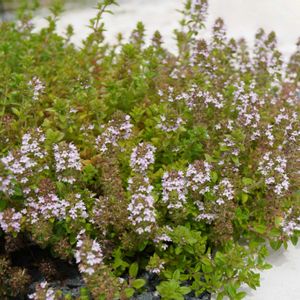 クリーピング タイム,ハーブ,小さな花,グランドカバー,ピンクの花の画像