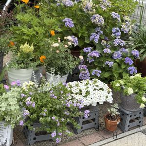 ペチュニア,日々草(にちにちそう),ぺんタス,癒し,紫陽花 アジサイ あじさいの画像