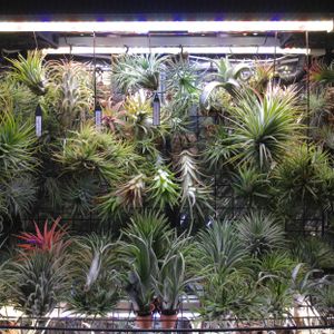 観葉植物,エアープランツ/チランジア,植物は友だちの画像