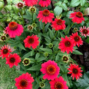エキナセア,ペチュニア,夏の庭,夏の花,夏の寄せ植えの画像