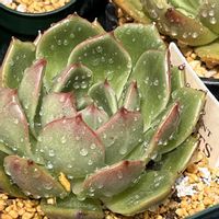 エケベリア,ピーチブロッサム,多肉植物,ベランダの画像
