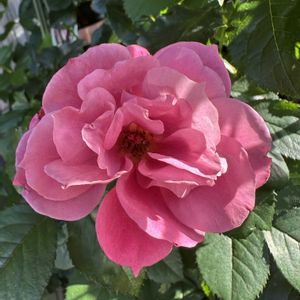 バラ　葵の上,四季咲き,おうち園芸,ロサオリエンティスプログレッシオ,玄関アプローチの画像