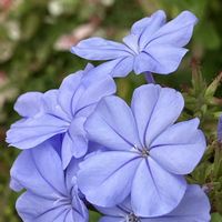 ルリマツリ,サザンクロス,スダチ,バラ　マリーナの画像