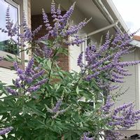セイヨウニンジンボク,お花,花木,おうち園芸,庭の画像
