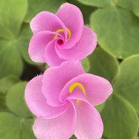 カタバミ,カタバミ,蔓日々草(つるにちにちそう),今日のお花,過去写真の画像