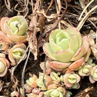 スズラン,ミヤマオダマキ,センダイハギ,レブンイワレンゲ,野草の画像