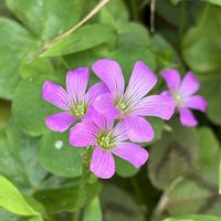 ハツユキソウ,ムラサキカタバミ,雑草,花のある暮らし,かわゆいの画像
