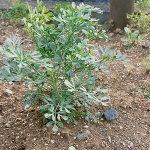 ルー,ナチュラルガーデン,ジャンクガーデン,花のある暮らし,緑のある暮らしの画像