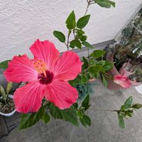 ハイビスカス,赤いお花,玄関アプローチの画像