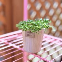 ピーチネックレス,ドルフィンネックレス,多肉植物,seria鉢の画像