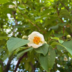 白い花,木の花,お出かけ,お出かけ先の画像