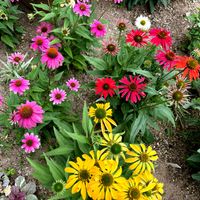 エキナセア,ペチュニア,夏の庭,夏の花,夏の寄せ植えの画像