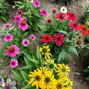エキナセア,ペチュニア,夏の庭,夏の花,夏の寄せ植えの画像