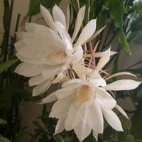 月下美人,窓辺の画像