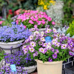 サントリーフラワーズ,アズーロコンパクトスカイブルー,サンク・エール ブルーグラデーション,花のある暮らし,アズーロコンパクト♡の画像