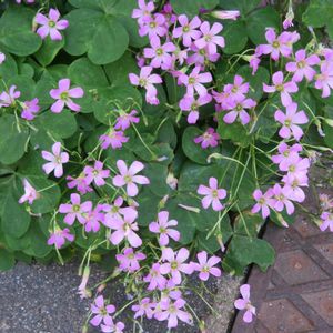 ムラサキカタバミ,お出かけ先の画像