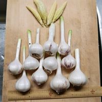 ニンニク,プランター野菜,プランター菜園,ヤングコーンの画像