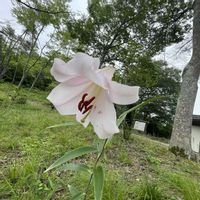 ササユリ,お出かけ先の画像