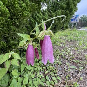 ホタルブクロ,お出かけ先の画像