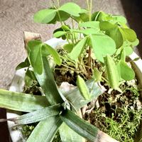 パイナップル,パイナップル,カタバミ,カタバミの実,今日のお花の画像
