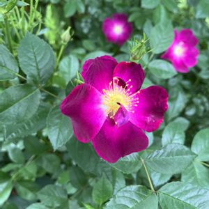 バラ、薔薇、ばら,散歩,イングリッシュガーデン,iPhone撮影の画像