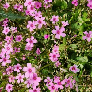 河川敷,道路沿い,花壇・植え込み,道路脇の植え込み,お出かけ先の画像