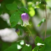 ベルフラワー,オトメギキョウ,クレマチス オブスキュア,カンパニュラ ファンシーミー,ホタルブクロ 黄花二重咲きの画像