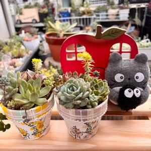 小輪マツバギク 京花美,多肉植物,多肉植物寄せ植え,多肉大好き,多肉のある暮らしの画像