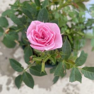 咲いた！,癒し,母の日,ありがとう♡,バラ・ミニバラの画像