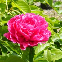 カキツバタ,シャクヤク,芍薬,燕子花,杜若の画像